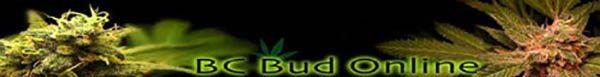 BC Bud Online